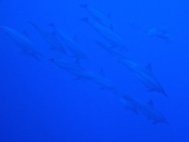 34  Spinner Dolphins IMG 2535